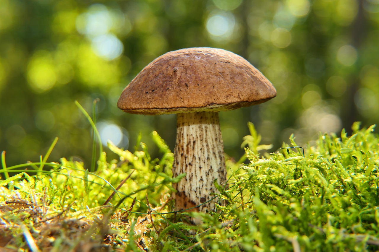 Home leccinum scabrum, mushroom, edible mushroom, wild mushroom, fungi, sponge, spore, mycology, tasty, bokeh, vegetation, nature, closeup, plant, forest, leccinum scabrum, leccinum scabrum, leccinum scabrum, mushroom, mushroom, mushroom, mushroom, mushroom, fungi, nature
